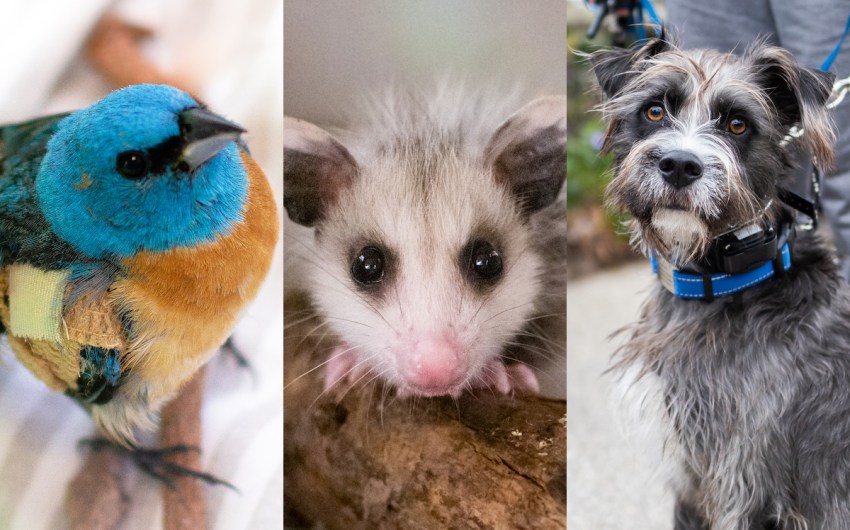 Santa Barbara Pets & Animals, 2023 Edition